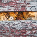 CORN CRIB