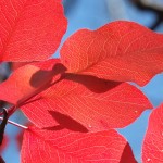 pear-leaves-3919