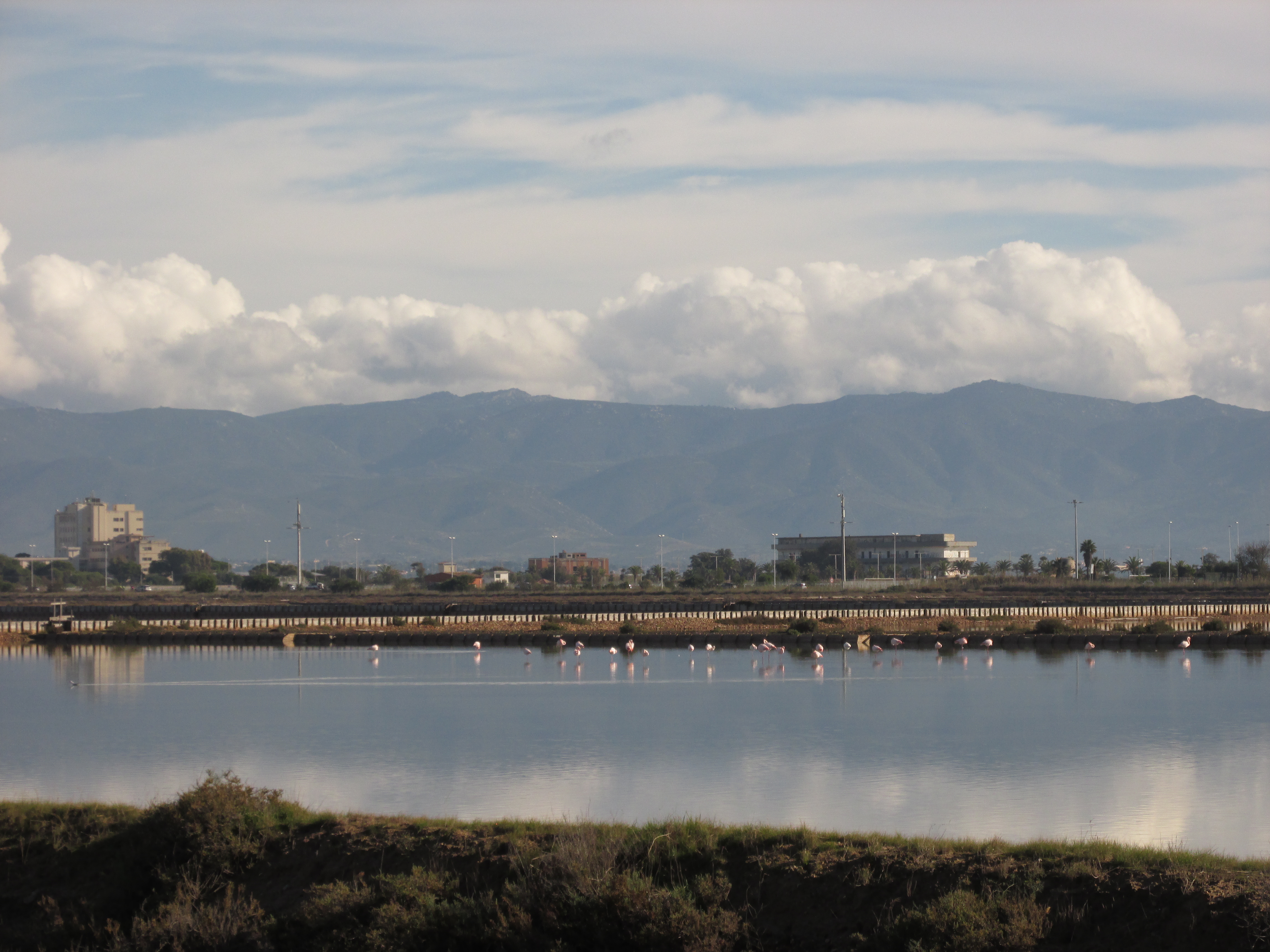 Nuove tappe del progetto “Salvaguardia e valorizzazione della biodiversità tra passato remoto e presente nel Parco naturale regionale Molentargius-Saline”