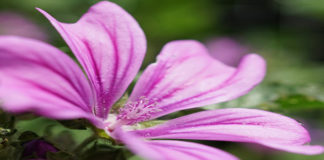 Corso online sulle piante ed erbe officinali. Consigli e curiosità piante ed erbe officinali