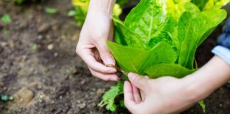 Opportunità in agricoltura: a Sassari seminario delle Acli sul biologico nella nuova PAC