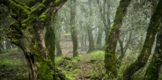 InPari per gli Ucraini”: gita a Monte Arcosu-Piscinamanna